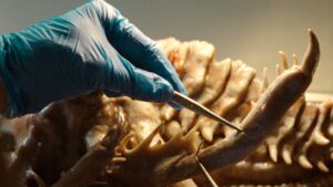 KRAKEN ERWACHEN DER TIEFE